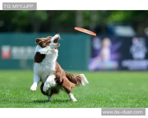 从零起步掌握飞盘心理素质提升技巧与实战策略全解析 从零起步掌握飞盘心理素质提升技巧与实战策略全解析